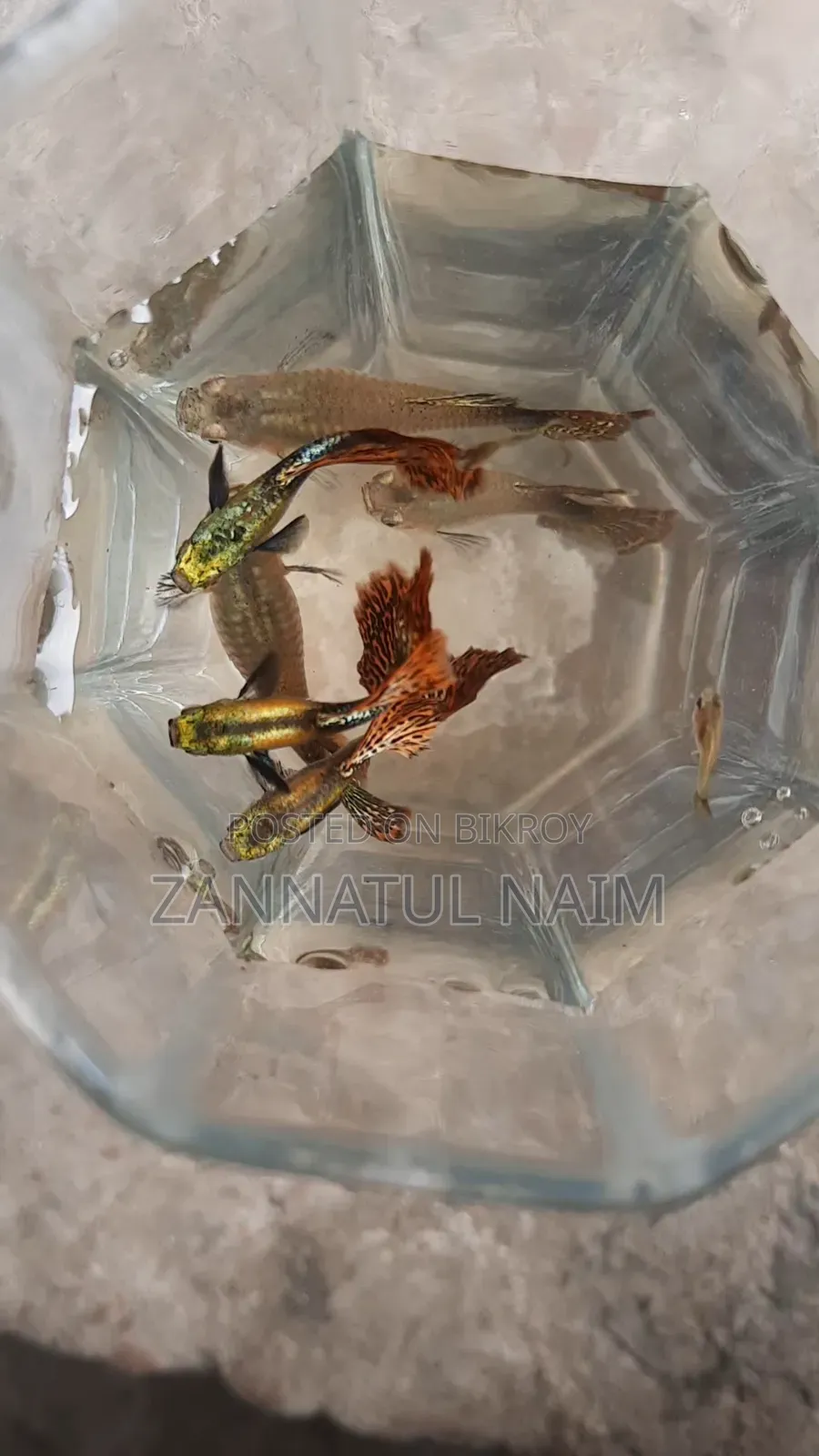 Red Dragon Hm Dumbo Blue Head Samurai
