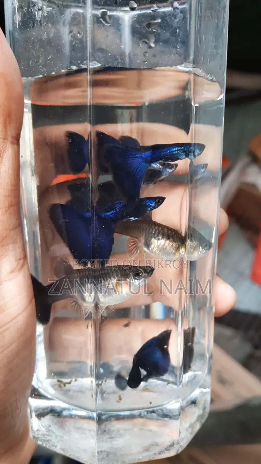 Red Dragon Hm Dumbo Blue Head Samurai