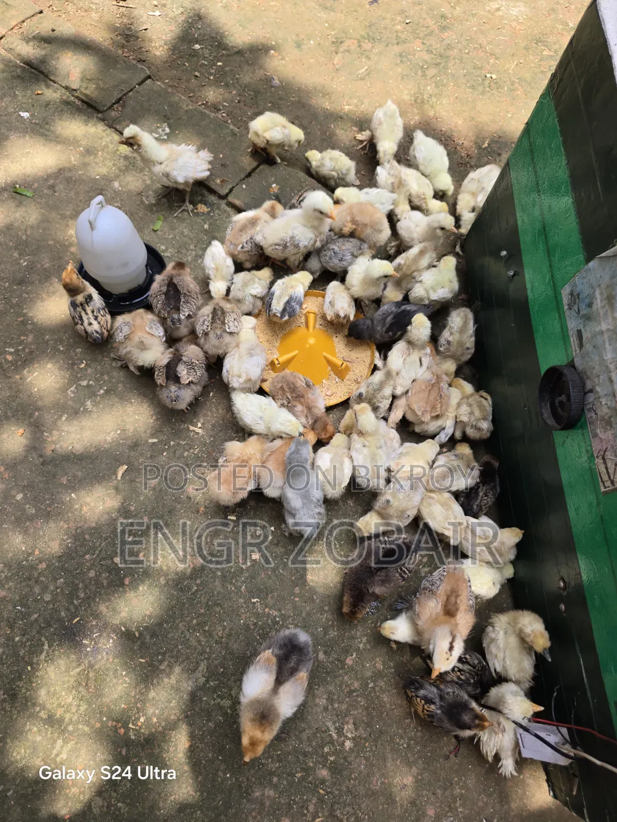 কিছু সৌখিন মুরগীর বেবি সেল করা হবে