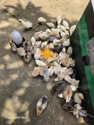 কিছু সৌখিন মুরগীর বেবি সেল করা হবে