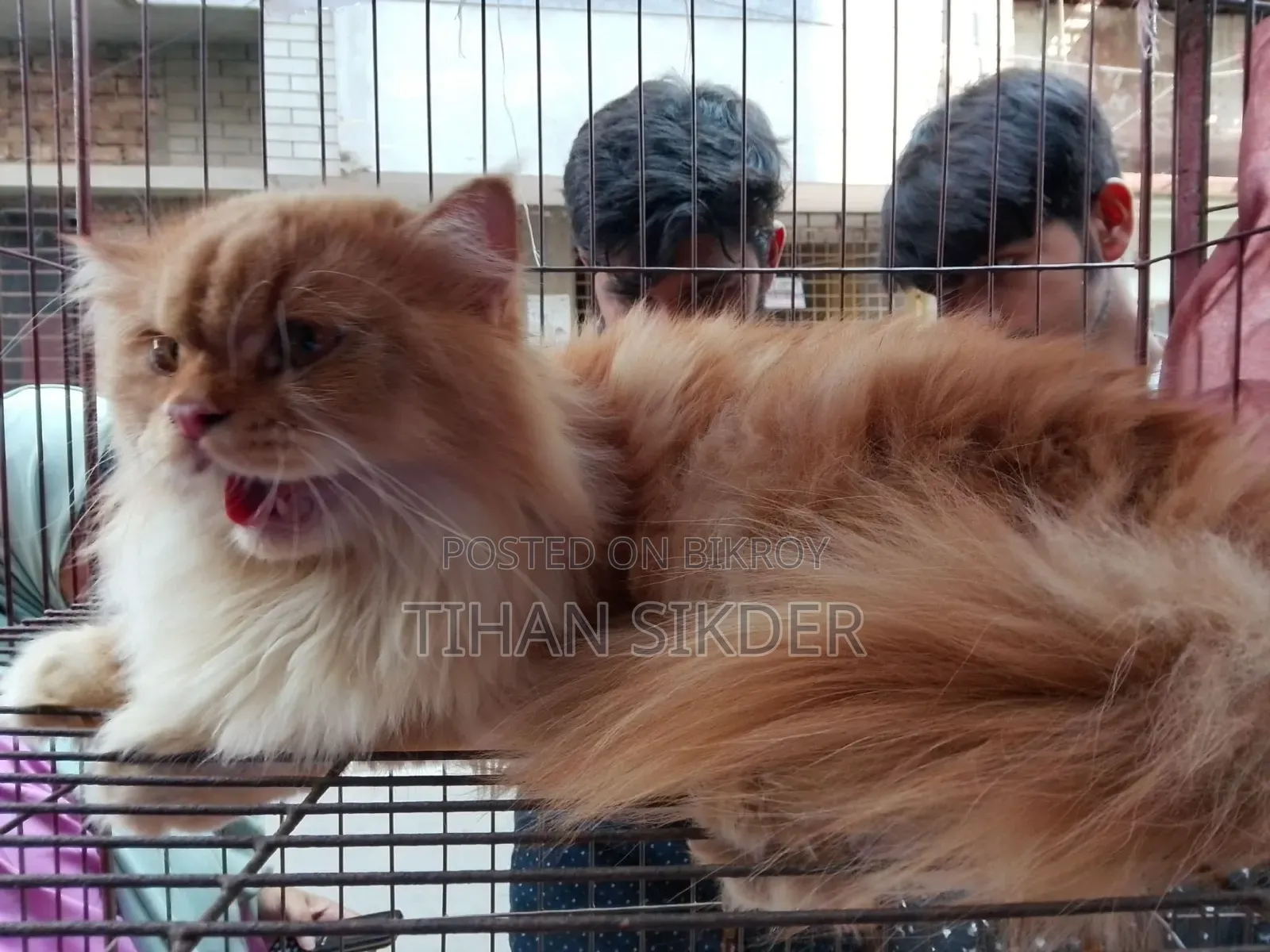 6-12 months Female Purebred Persian