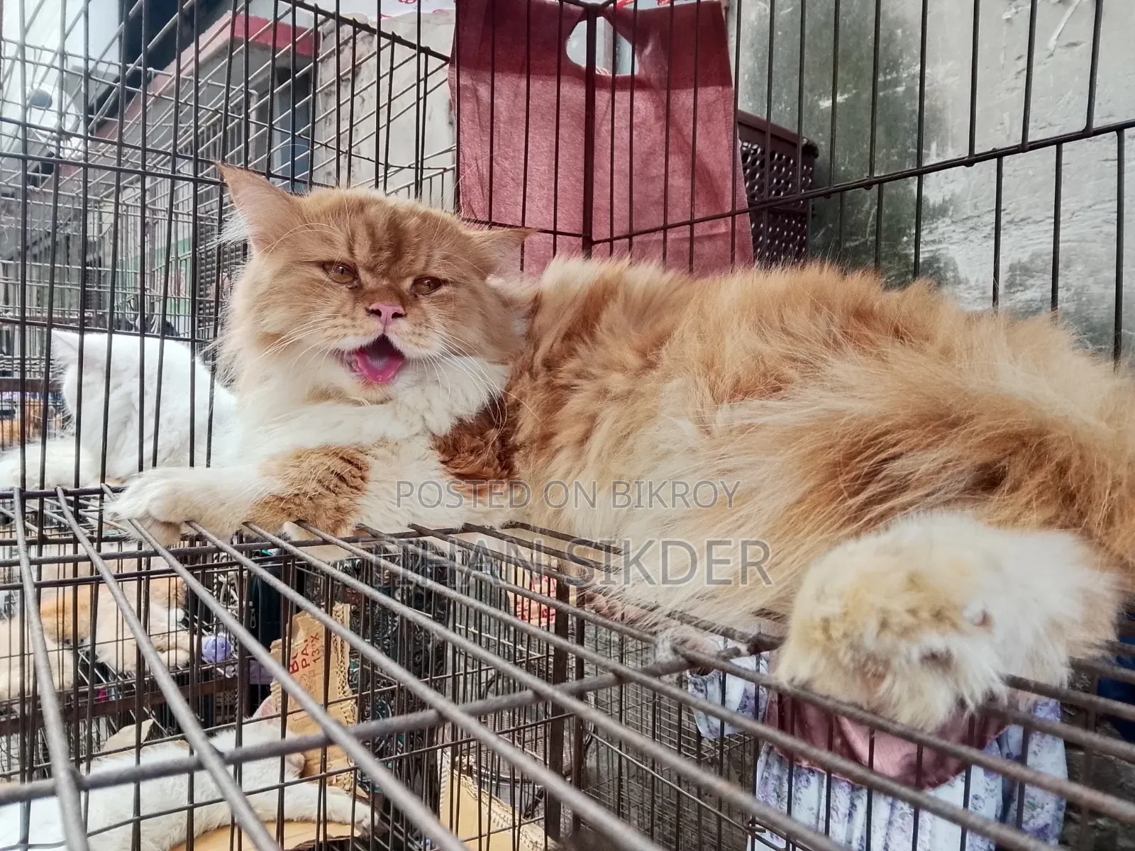6-12 months Female Purebred Persian