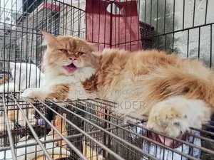 6-12 months Female Purebred Persian