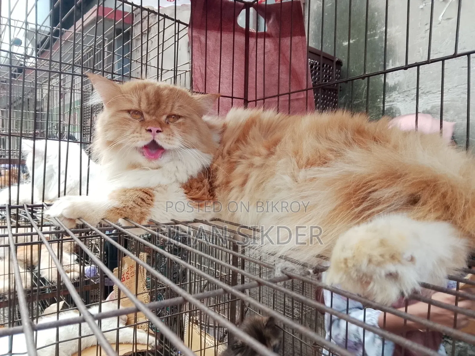 6-12 months Female Purebred Persian