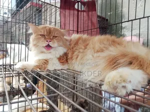 6-12 months Female Purebred Persian