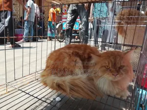 6-12 months Female Purebred Persian