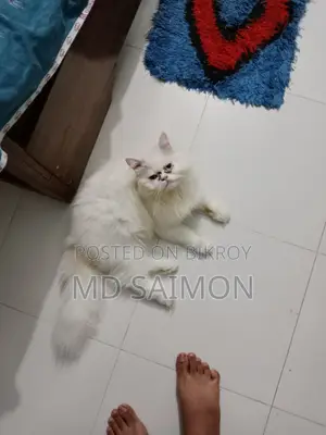 6-12 Months Male Purebred Persian