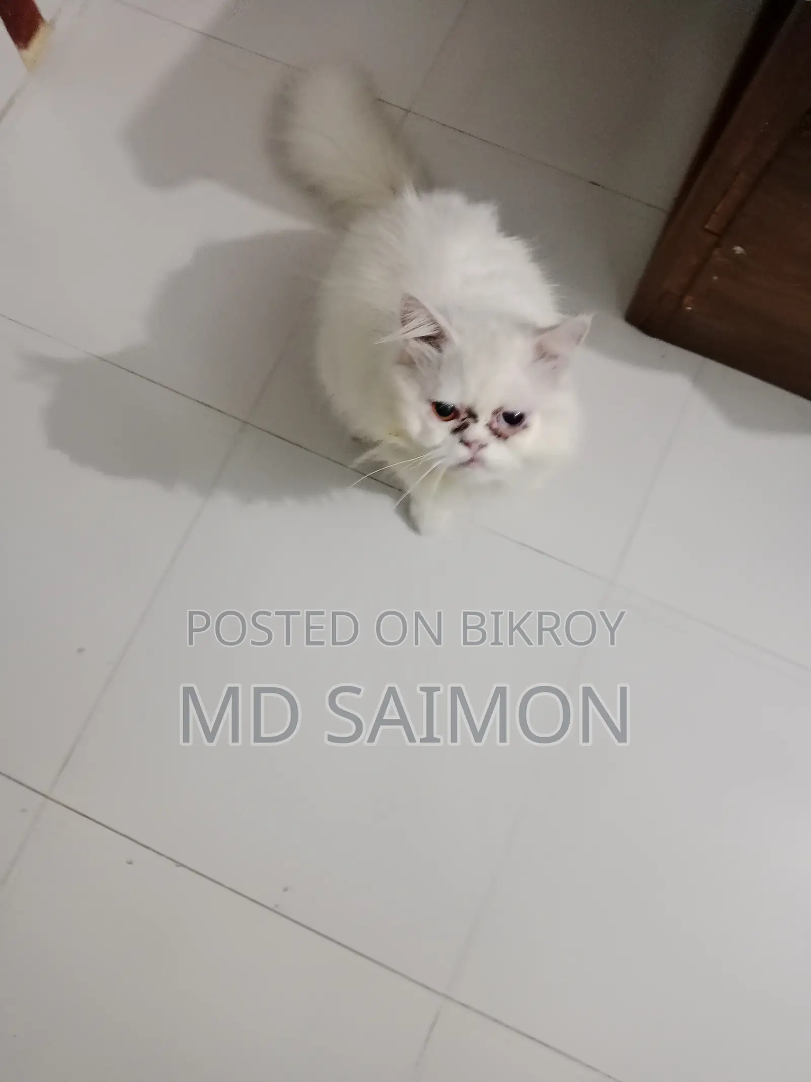 6-12 Months Male Purebred Persian