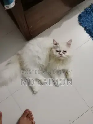 6-12 Months Male Purebred Persian
