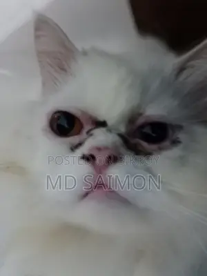 6-12 Months Male Purebred Persian