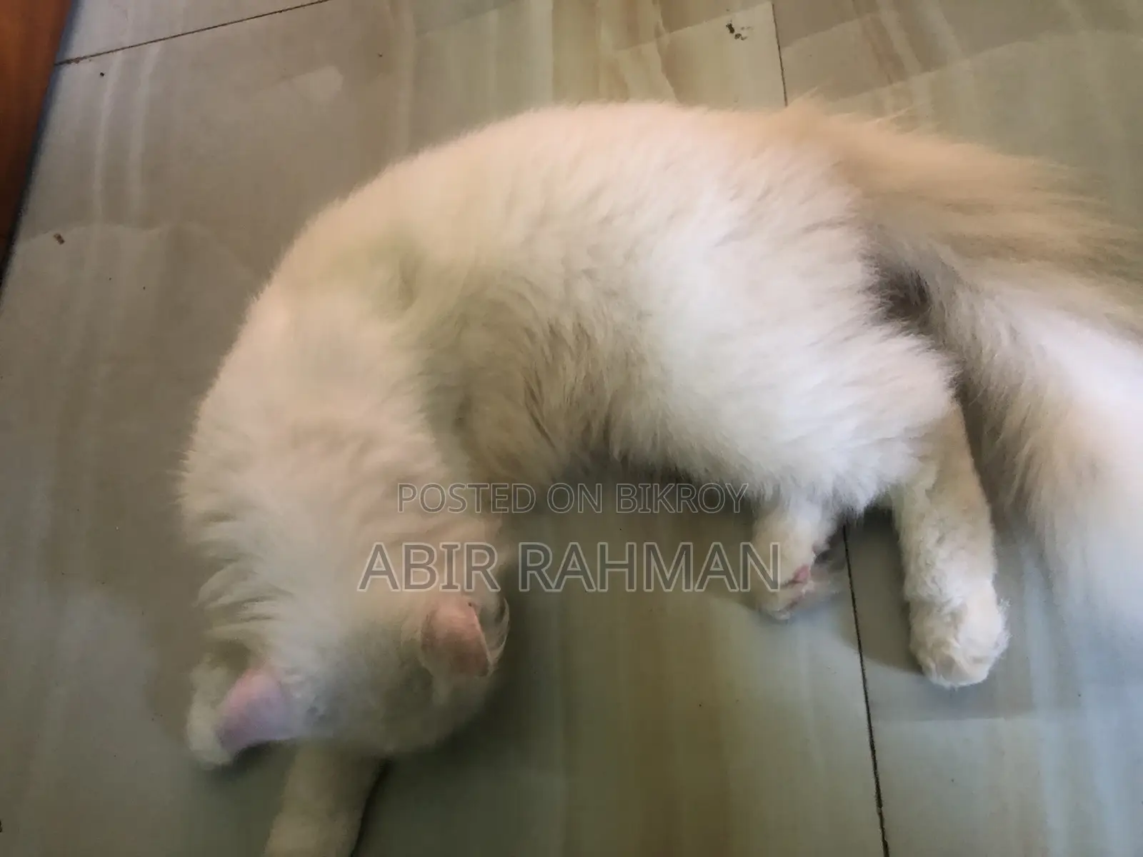 6-12 Months Female Purebred Persian