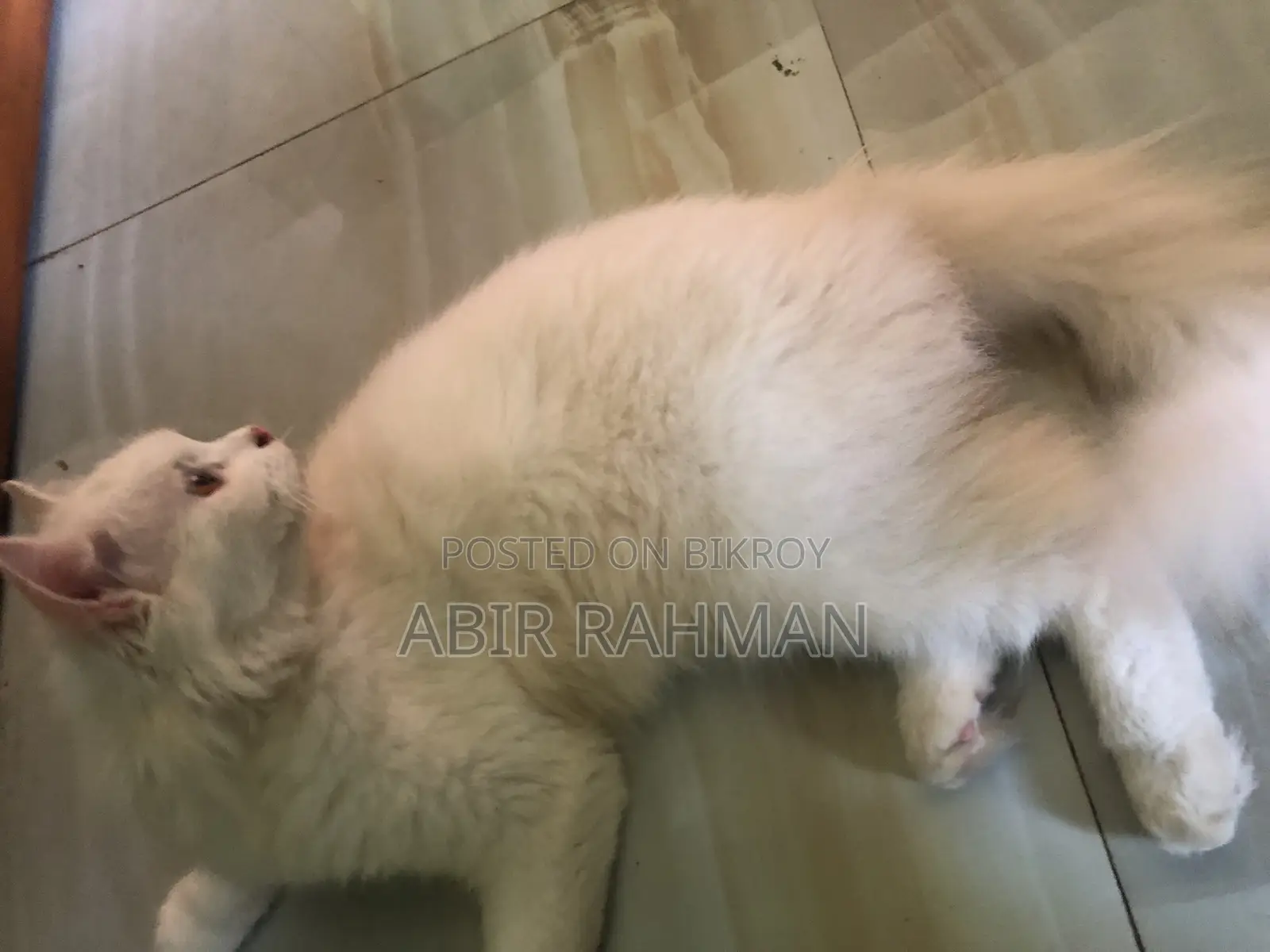 6-12 Months Female Purebred Persian