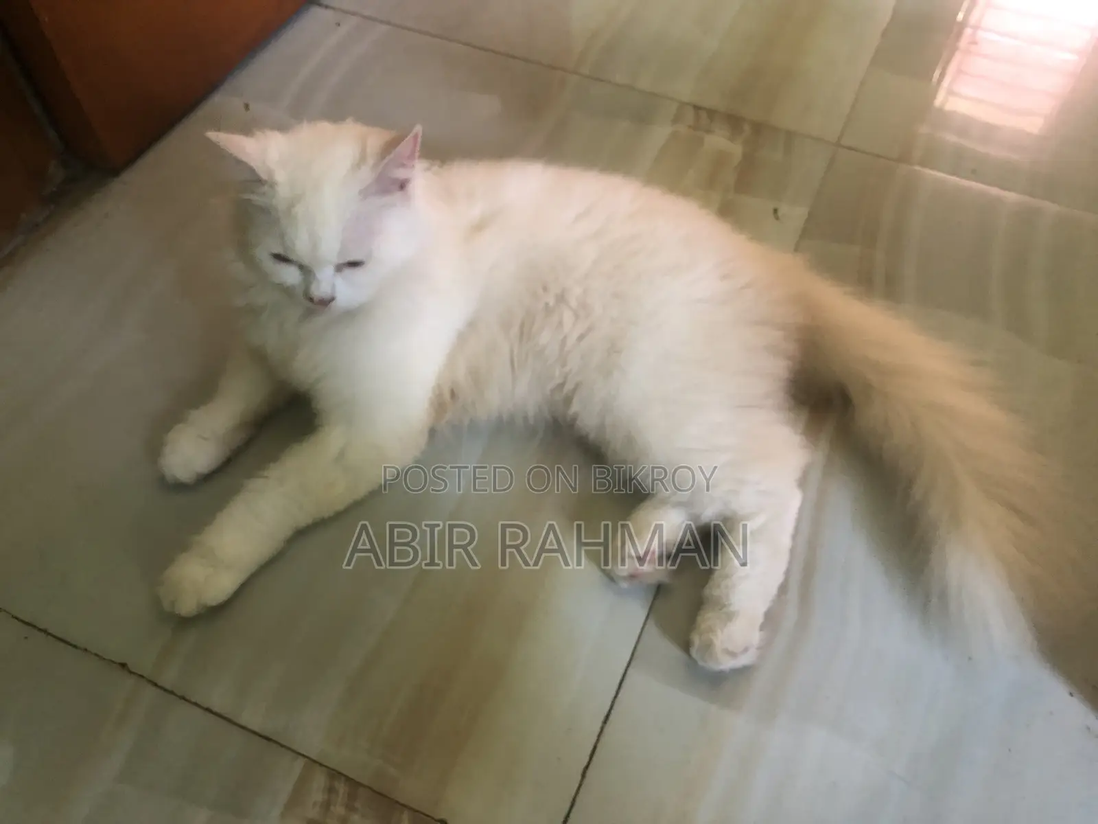 6-12 Months Female Purebred Persian