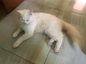 6-12 Months Female Purebred Persian