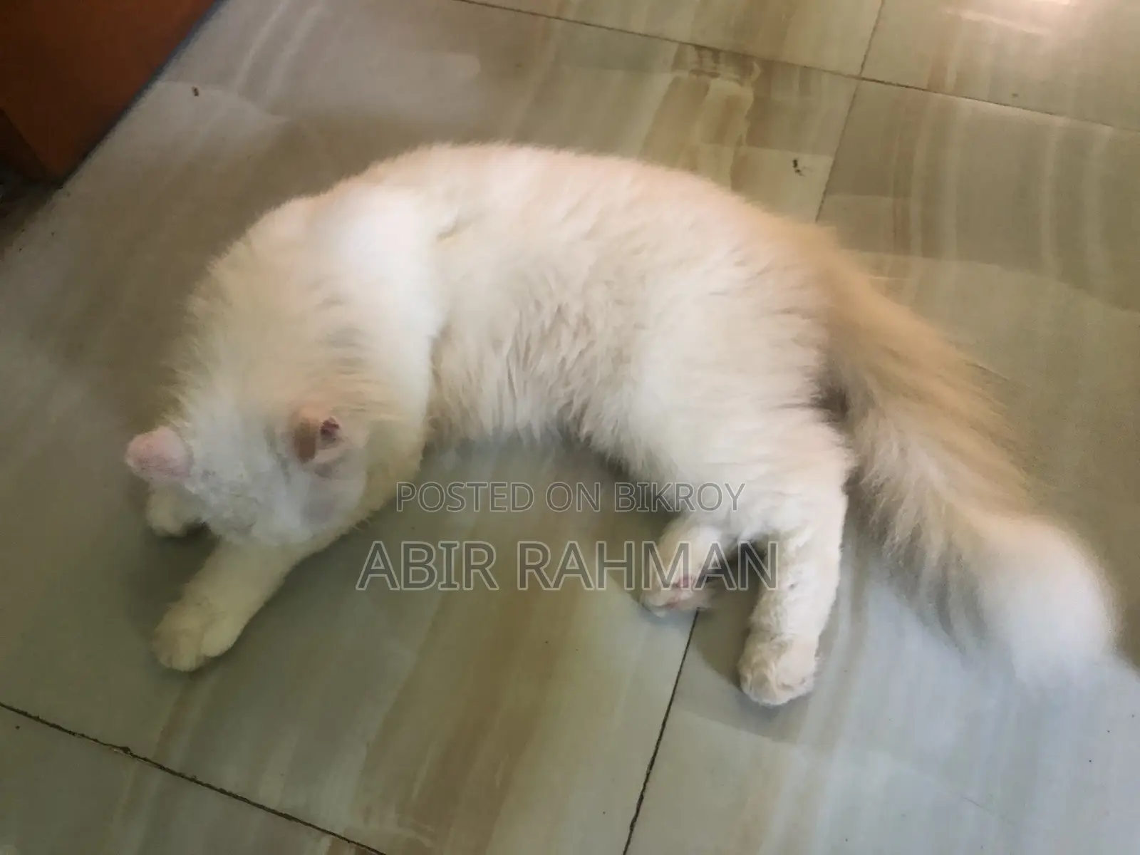 6-12 Months Female Purebred Persian