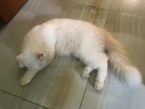 6-12 Months Female Purebred Persian