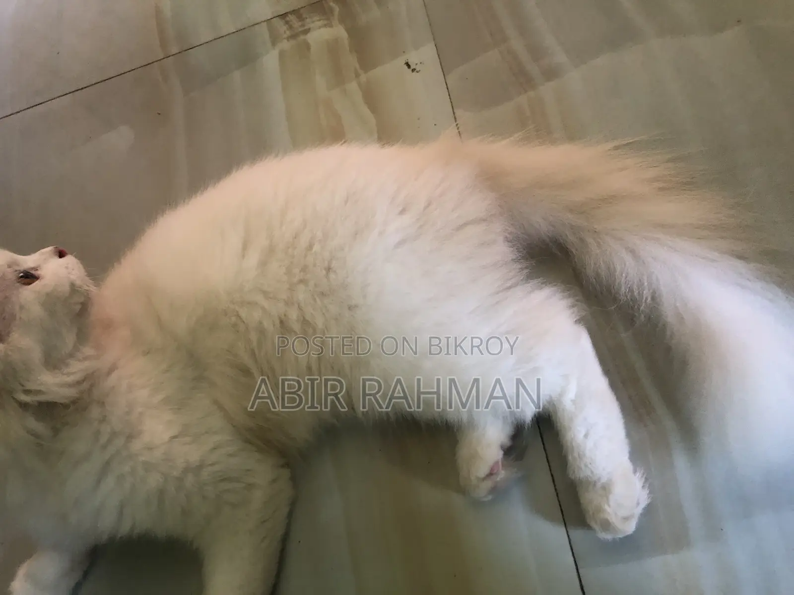 6-12 Months Female Purebred Persian