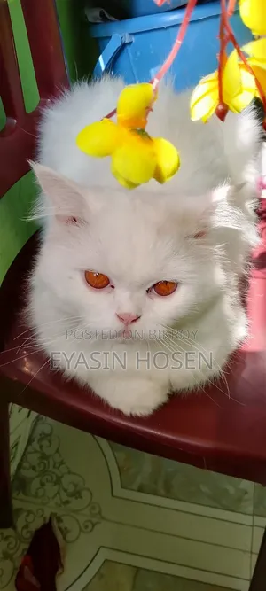 1+ Year Male Purebred Persian