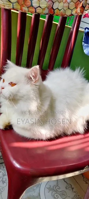 1+ Year Male Purebred Persian