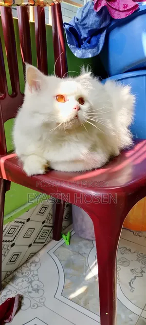 1+ Year Male Purebred Persian