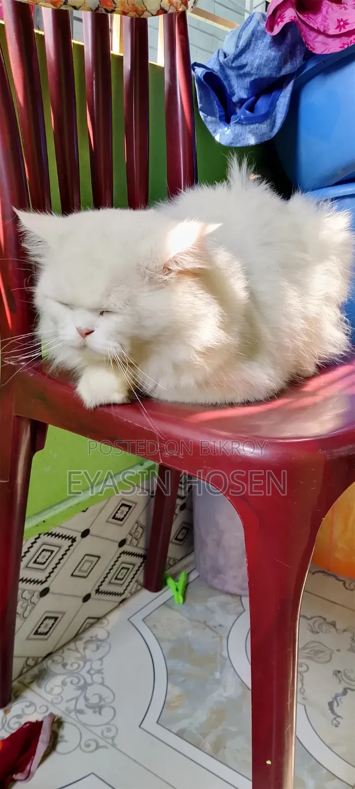 1+ Year Male Purebred Persian