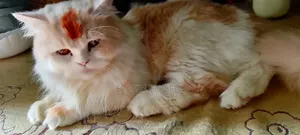 1+ Year Male Purebred Persian