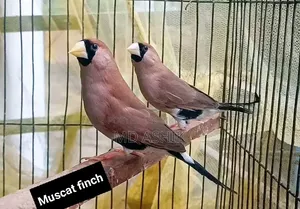 Muscat Finch Breeding Pair