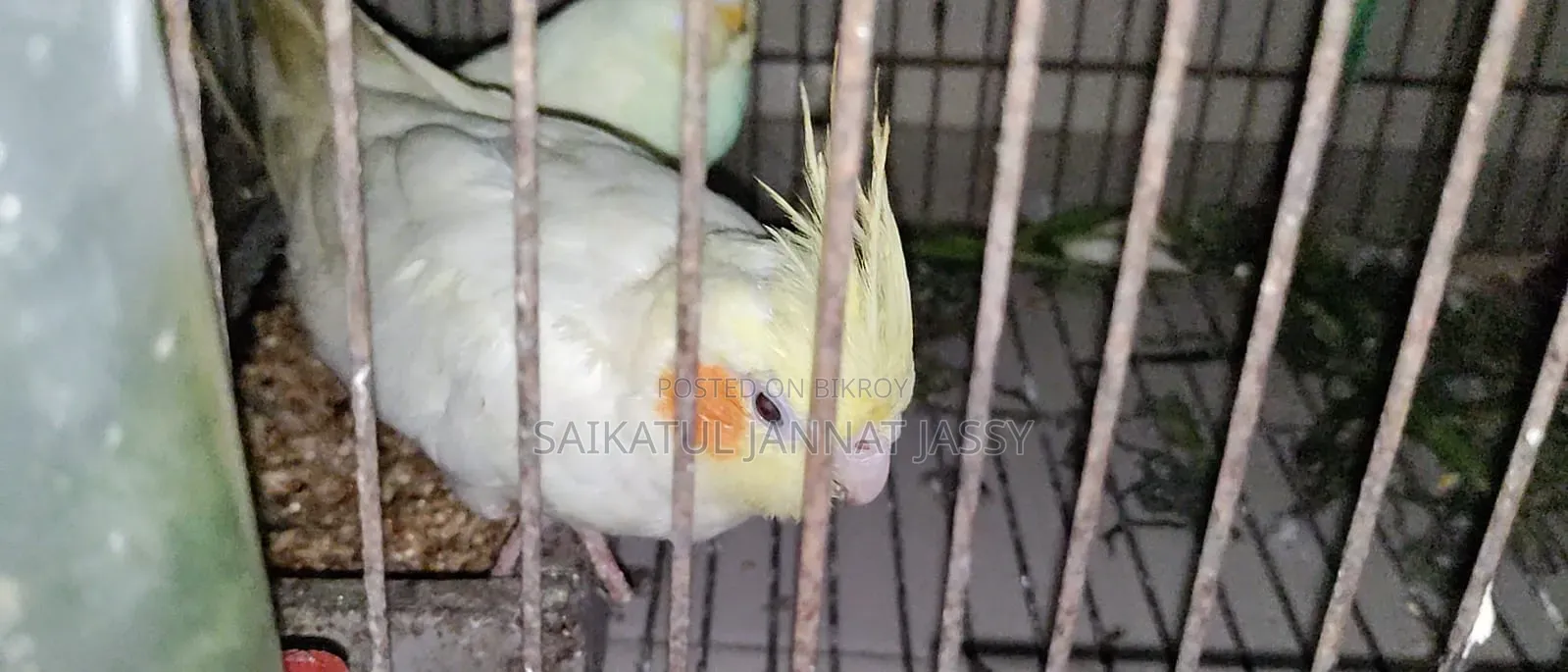 রানিং পাখি