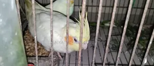 রানিং পাখি