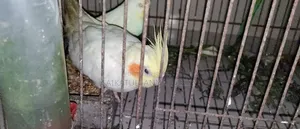 রানিং পাখি