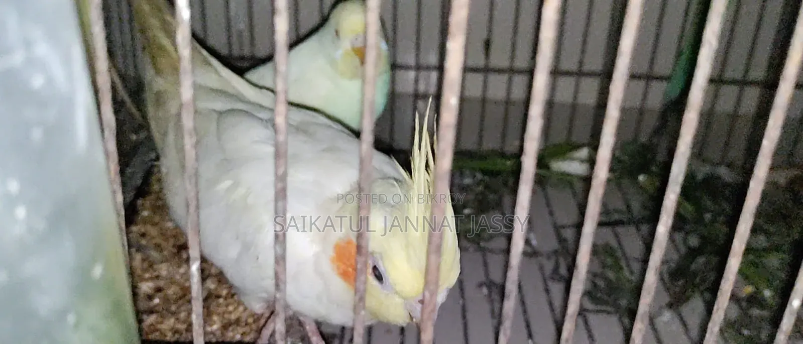 রানিং পাখি
