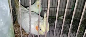 রানিং পাখি