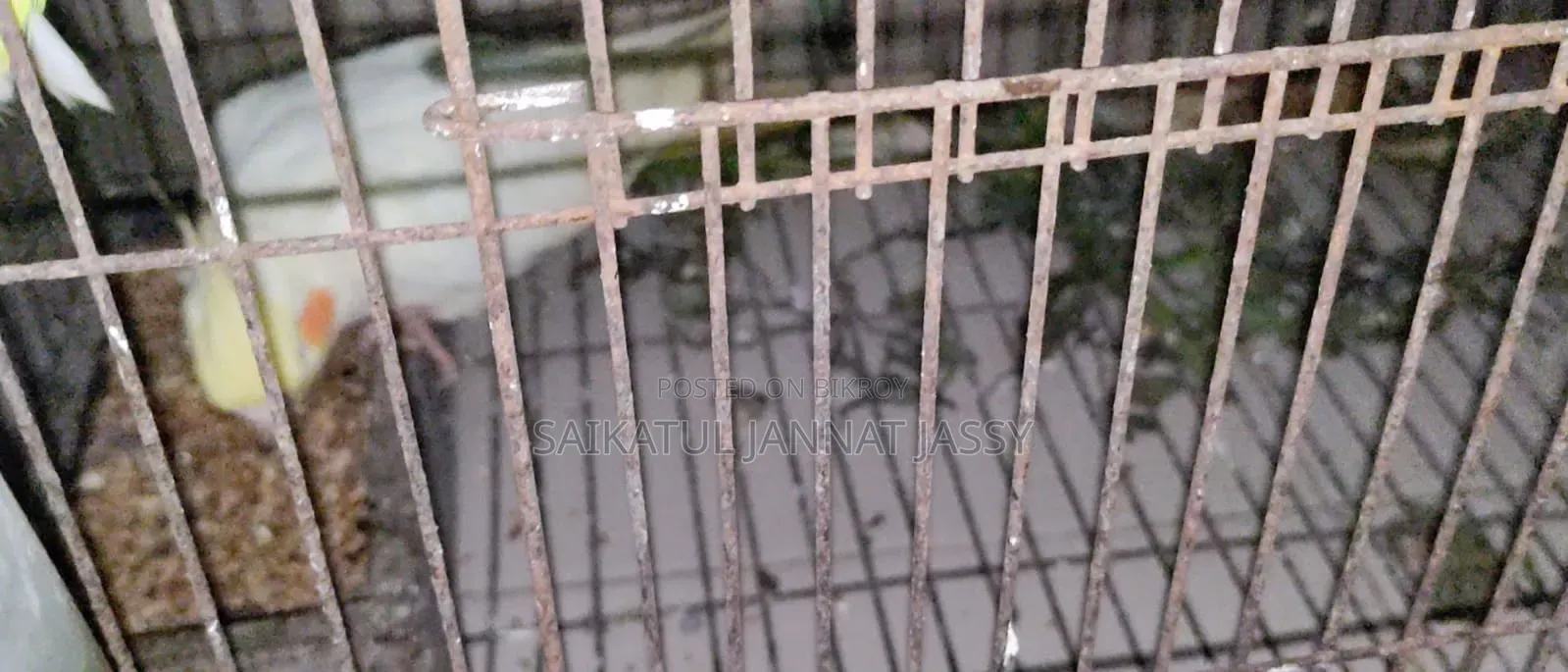 রানিং পাখি