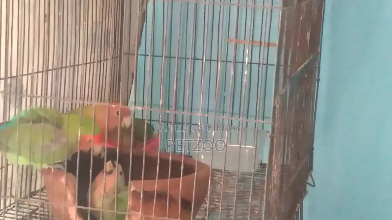 Lovebird Pair with 2 Babies for Sale
