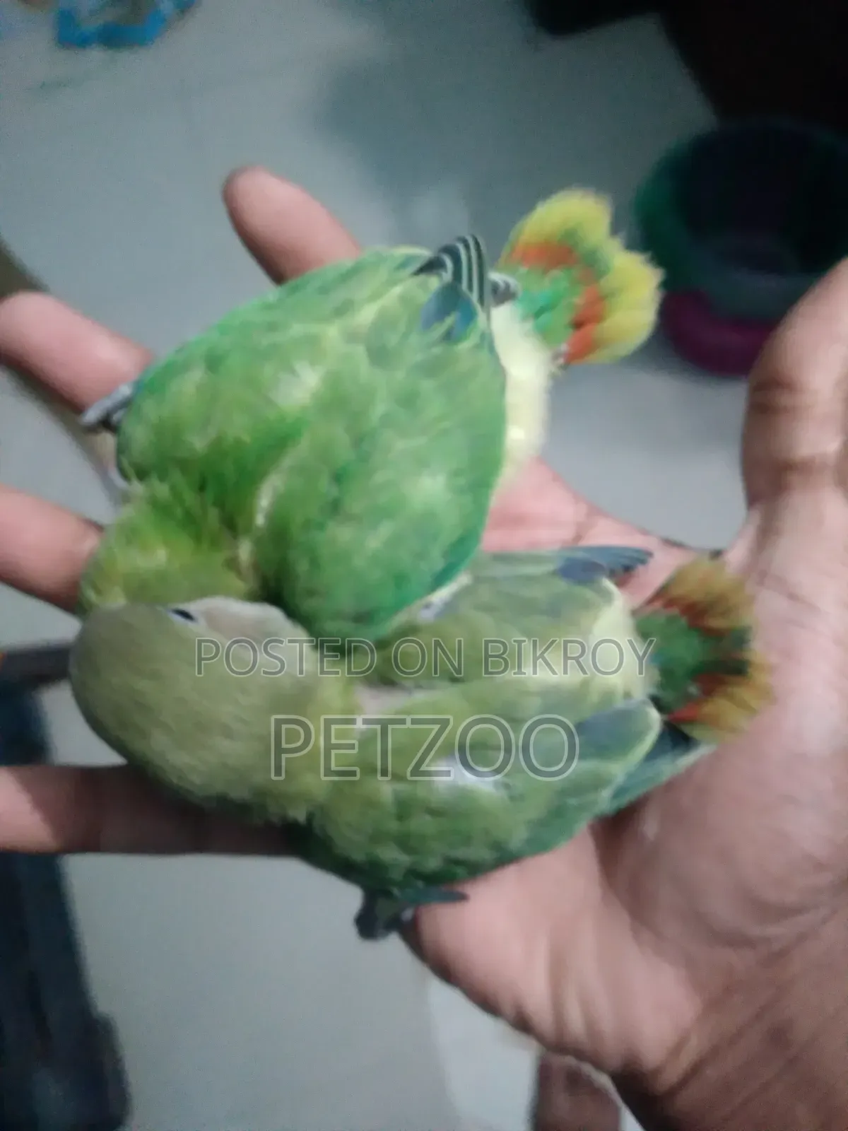 Lovebird Pair with 2 Babies for Sale