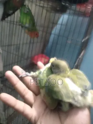Lovebird Pair with 2 Babies for Sale