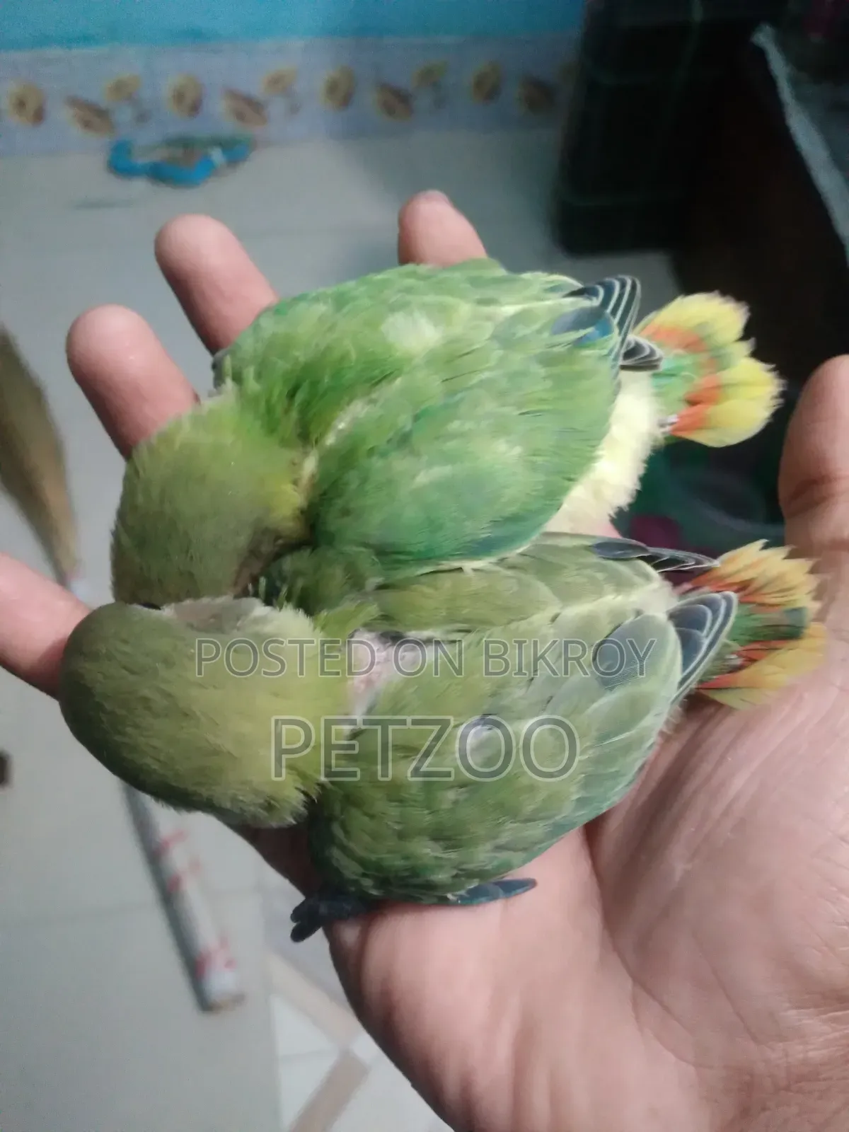 Lovebird Pair with 2 Babies for Sale