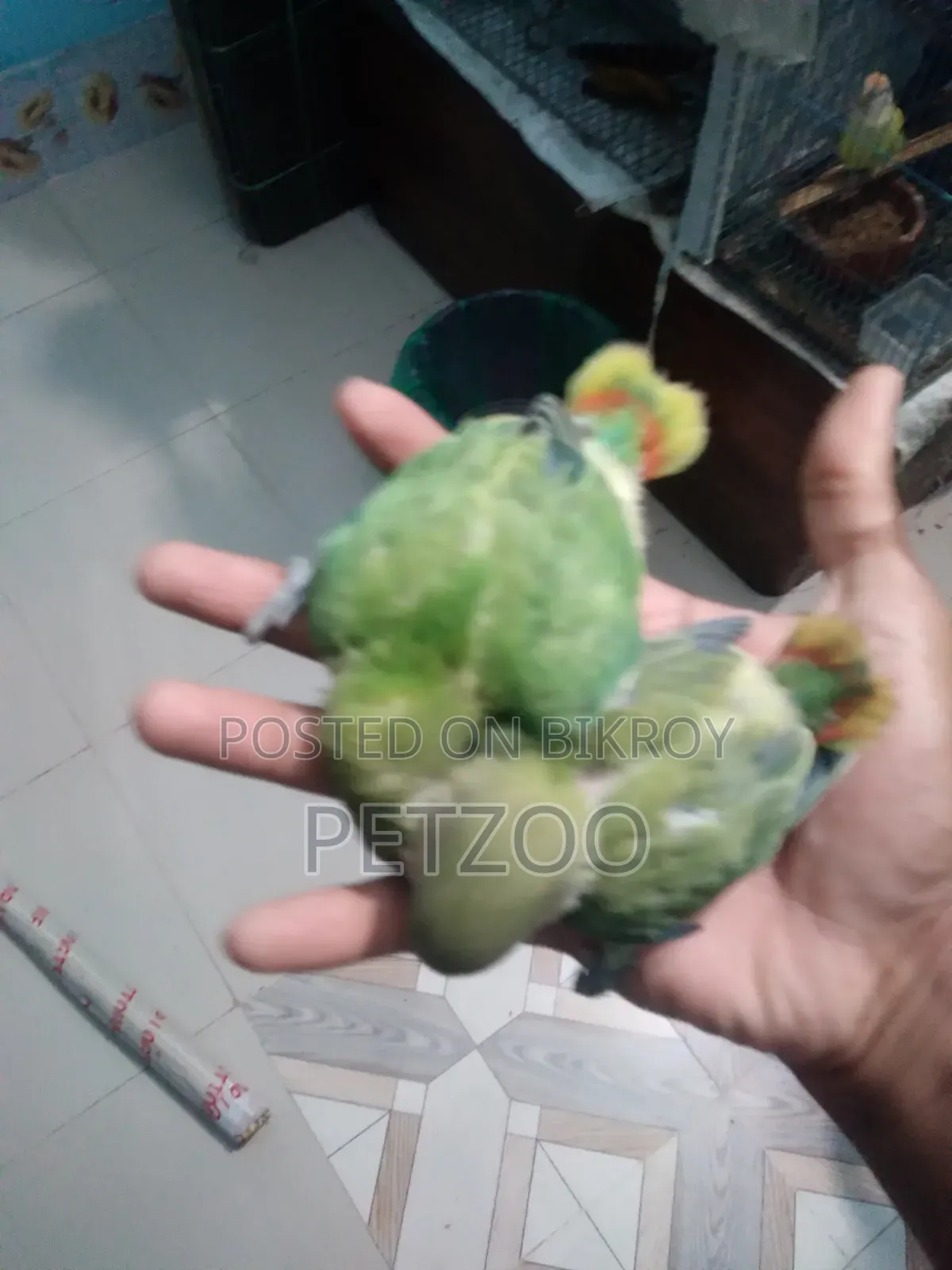 Lovebird Pair with 2 Babies for Sale