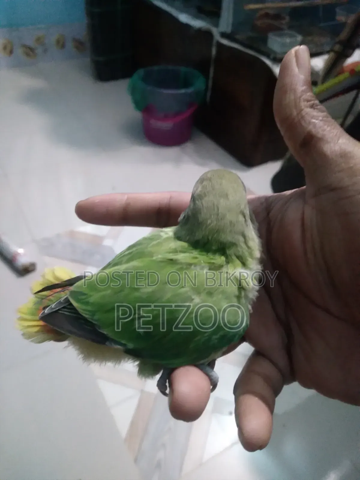 Lovebird Pair with 2 Babies for Sale