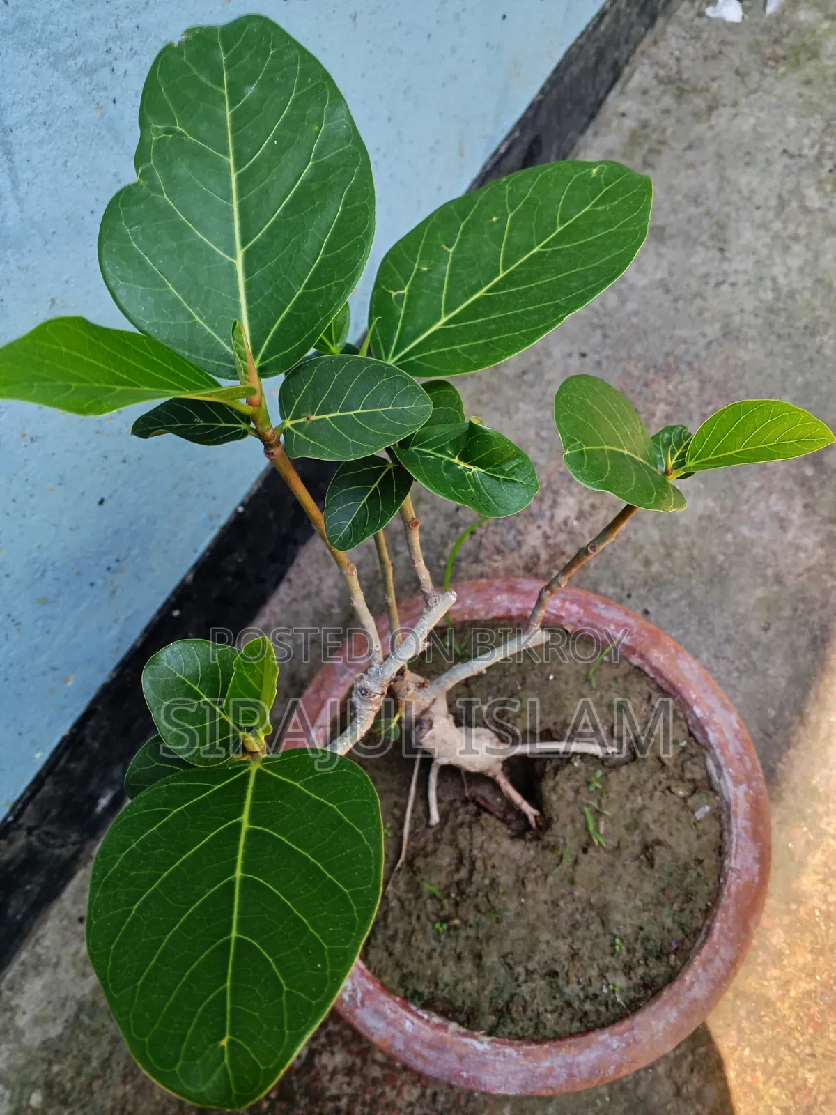 বনসাই বট গাছ