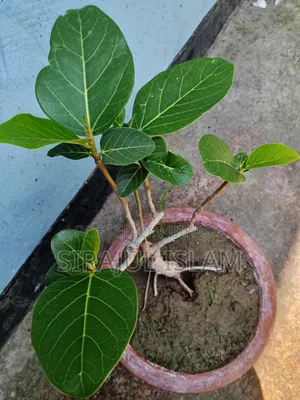 বনসাই বট গাছ