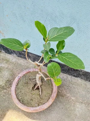 বনসাই বট গাছ