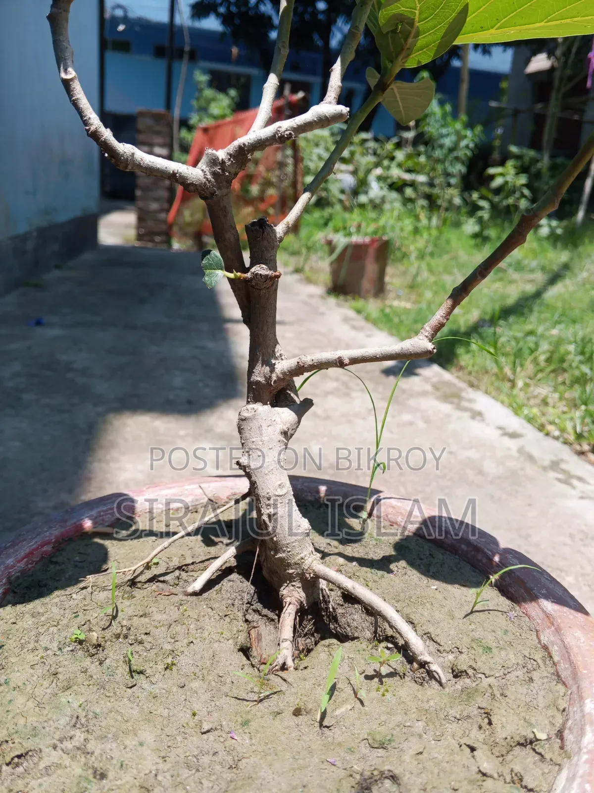 বনসাই বট গাছ