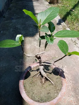 বনসাই বট গাছ