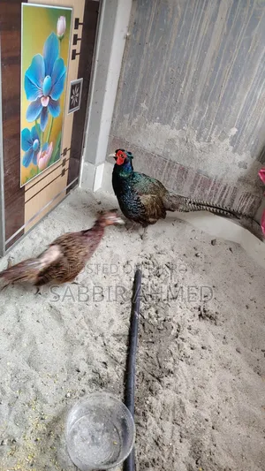 Green Pheasant Egg For Sale
