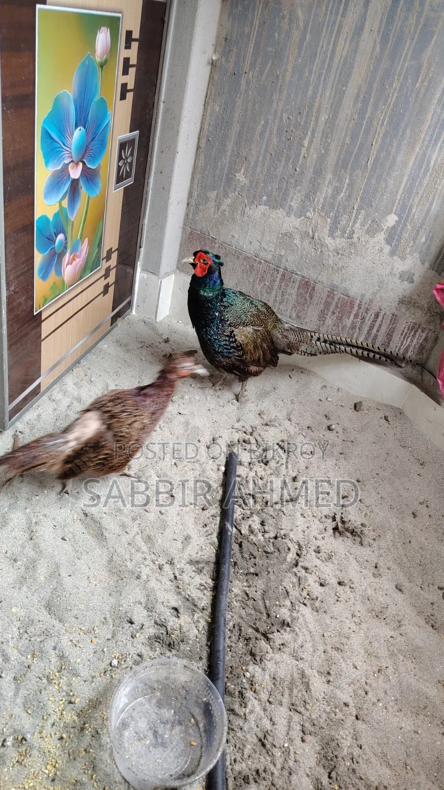 Green Pheasant Egg For Sale