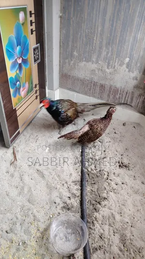 Green Pheasant Egg For Sale