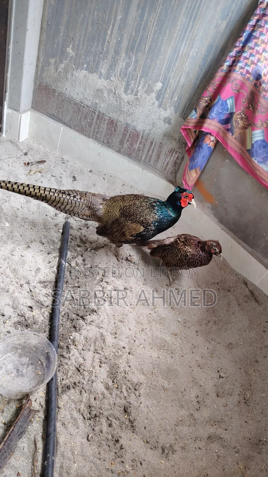 Green Pheasant Egg For Sale