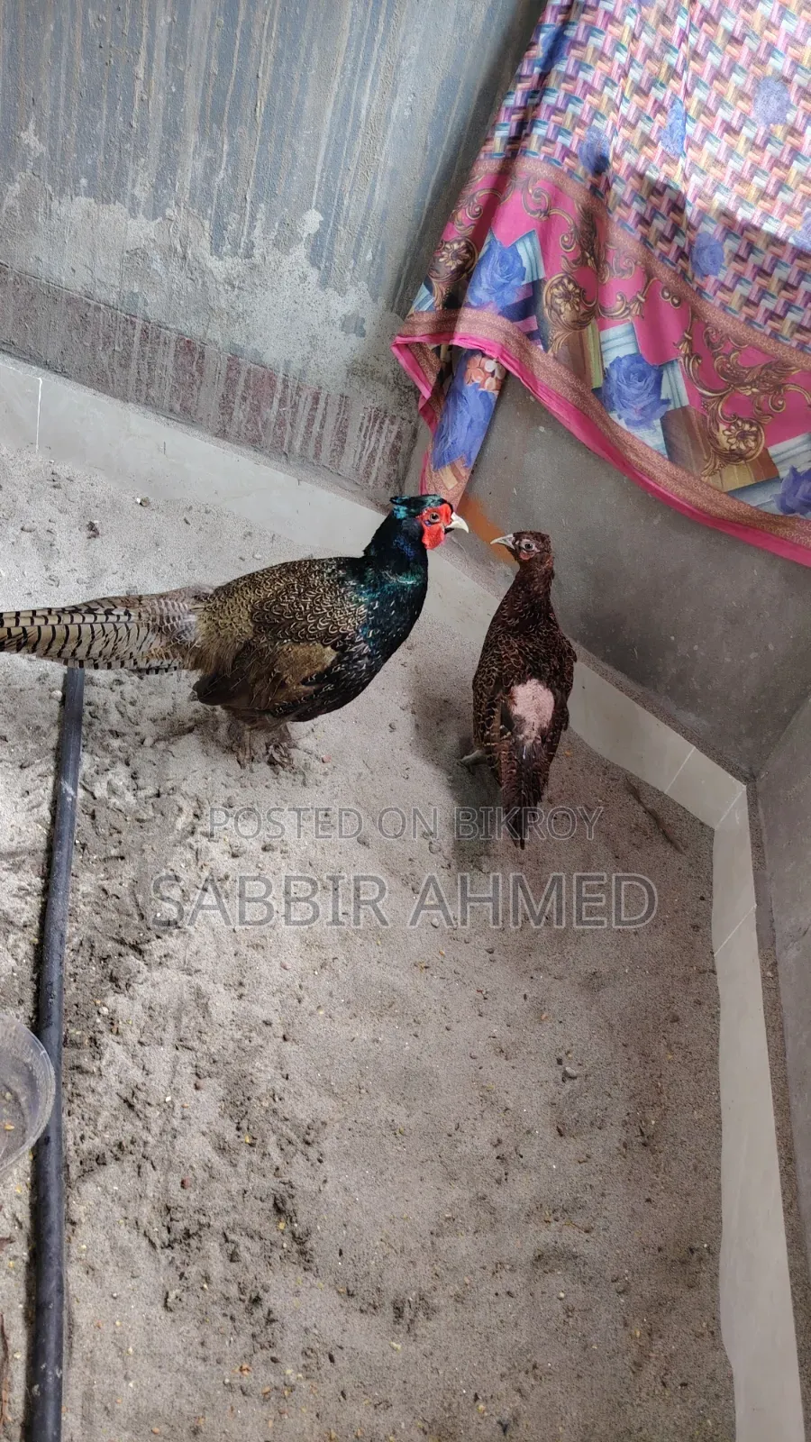 Green Pheasant Egg For Sale