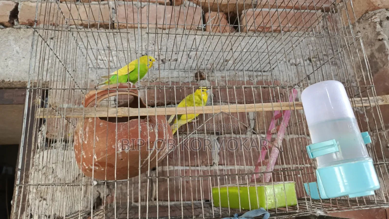 পাখি সেল দিব